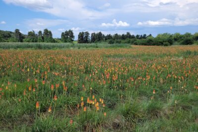 Etang de Ruth en fleurs - Agrandir l'image 3 sur 8, fenêtre modale