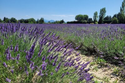 Champs de lavandes - Agrandir l'image 2 sur 8, fenêtre modale