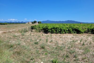Vignoble du Plan de Dieu - Agrandir l'image 4 sur 8, fenêtre modale