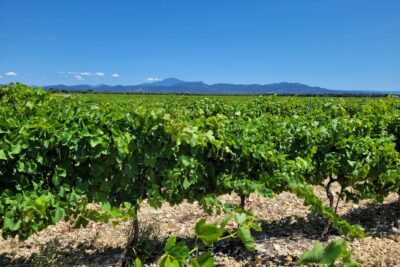 Vignoble avec en fond les dentelles de Montmirail et le Mont Ventoux - Agrandir l'image 1 sur 8, fenêtre modale