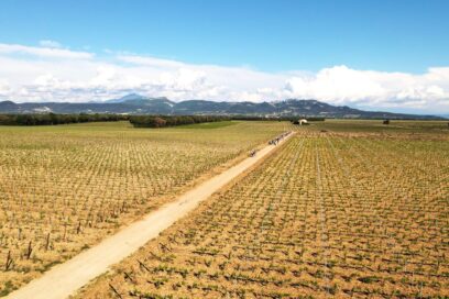Paysage de vignobles du Plan de Dieu