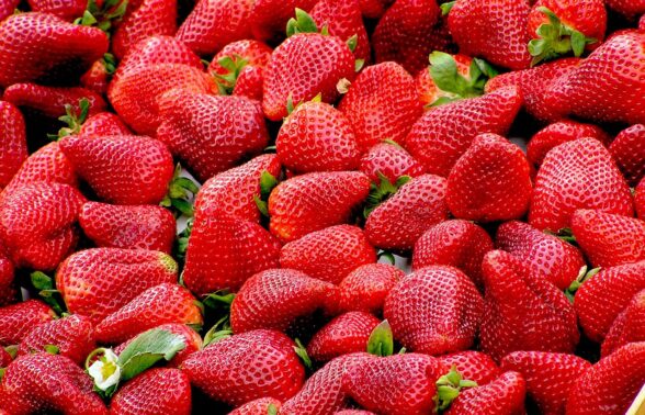 Fraises