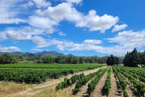 Territoire de vignobles